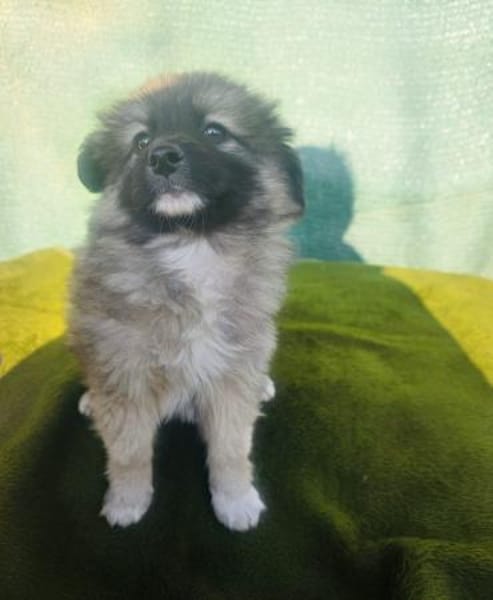 Robin ein kleines Kerlchen