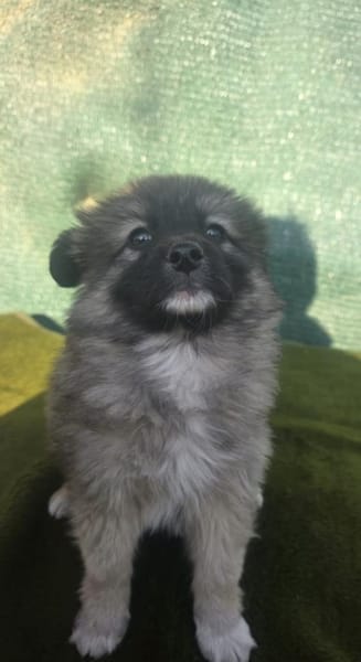 Robin ein kleines Kerlchen