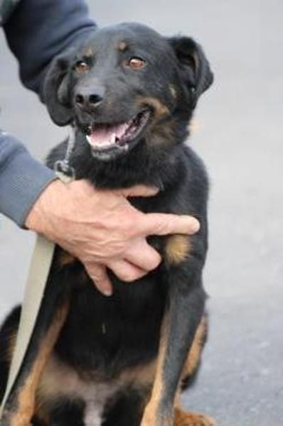 Canja - munter u. kinderlieb