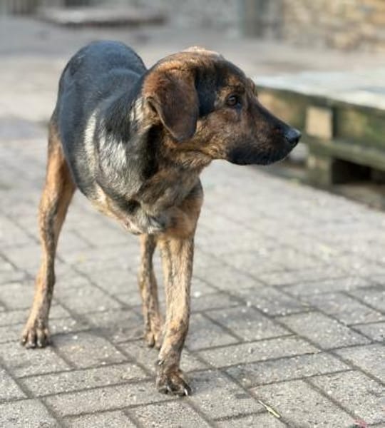 FANIS - verschmuster Dreibeiner