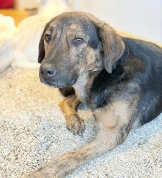 FANIS - verschmuster Dreibeiner