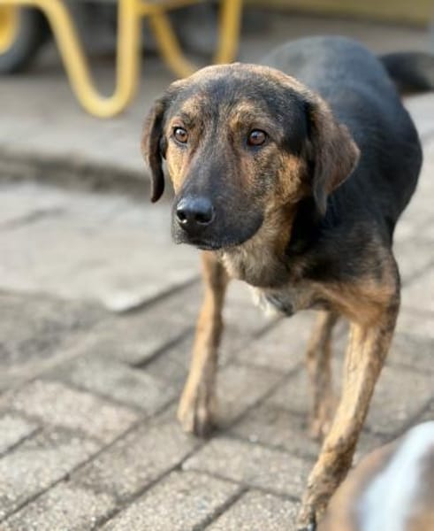 FANIS - verschmuster Dreibeiner