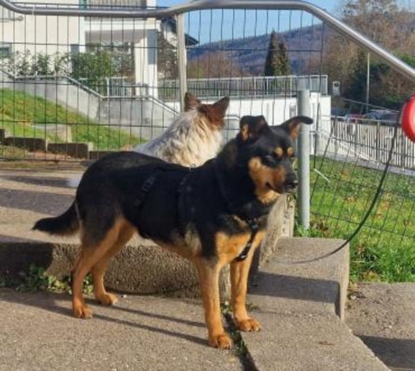 BEA ca. 2 J. unsichere Mischlingshündin