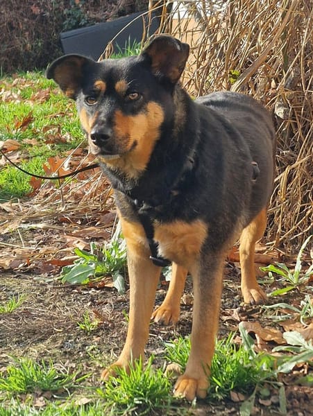 BEA ca. 2 J. unsichere Mischlingshündin