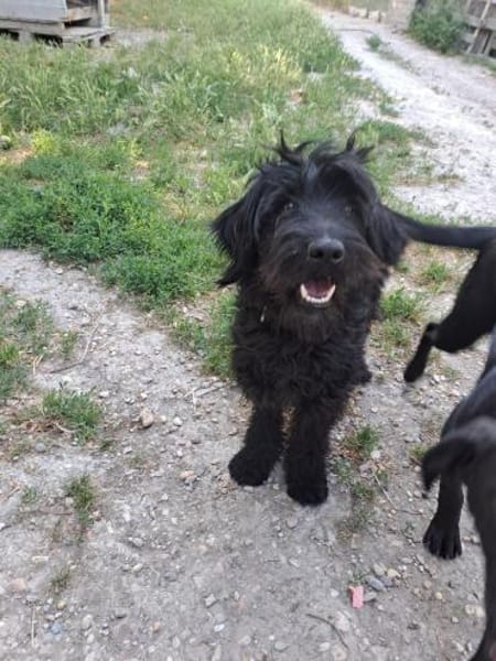 AMOR Labradoodle, idealer 2. Hund