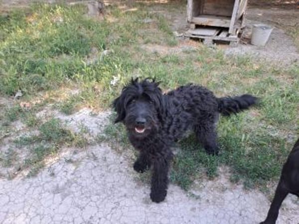 AMOR Labradoodle, idealer 2. Hund
