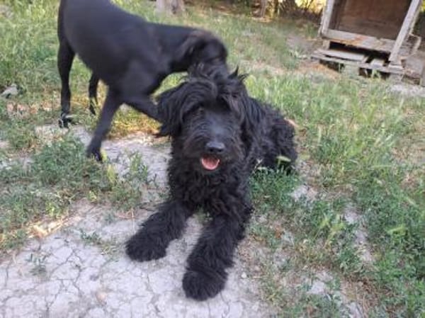 AMOR Labradoodle, idealer 2. Hund