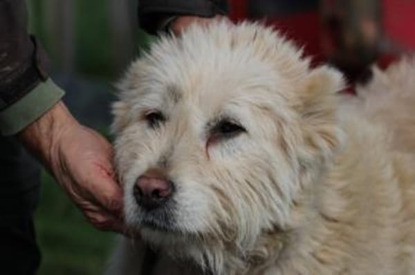 Sandy - hübsche Wuschelhündin