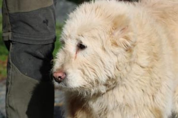 Sandy - hübsche Wuschelhündin