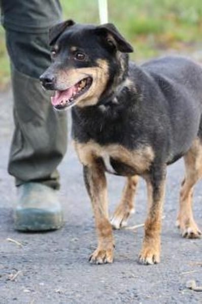 Tim - zutraulicher, kleiner Rüde