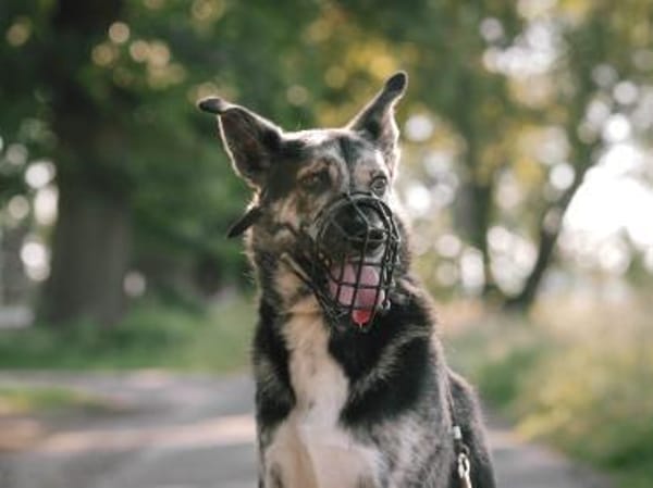 Gelehriger Hermann sucht seine Menschen