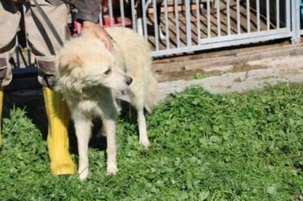 Lomo - liebenswert u. zutraulich