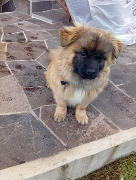 Kleiner Herzensbrecher sucht ein Zuhause