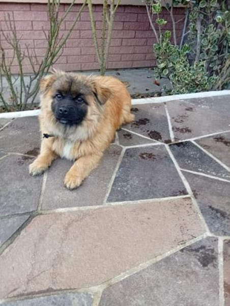 Kleiner Herzensbrecher sucht ein Zuhause