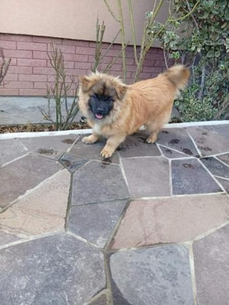 Kleiner Herzensbrecher sucht ein Zuhause