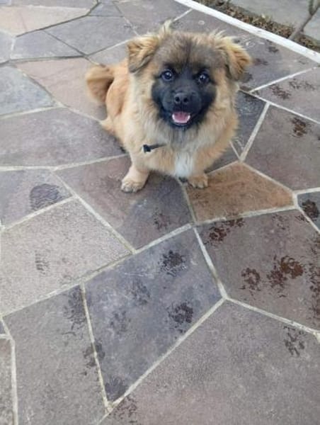 Kleiner Herzensbrecher sucht ein Zuhause