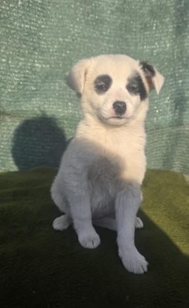 Zara sucht ein Zuhause