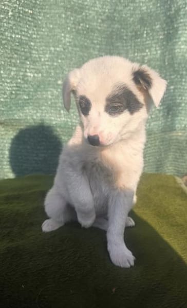 Zara sucht ein Zuhause