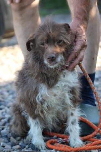 Inky - verschmuste, kleine Hündin