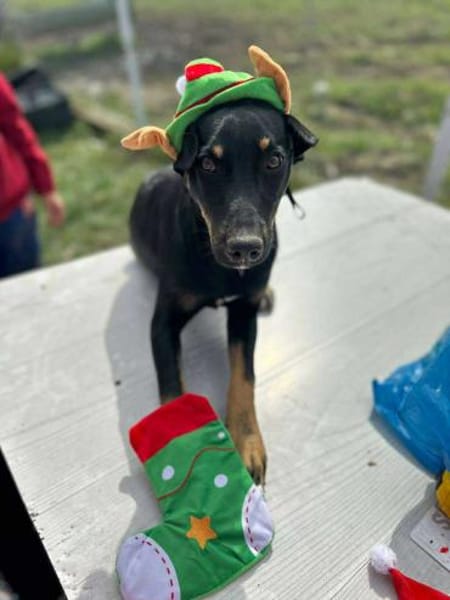 Merle, zartes Hundekind sucht Zuhause