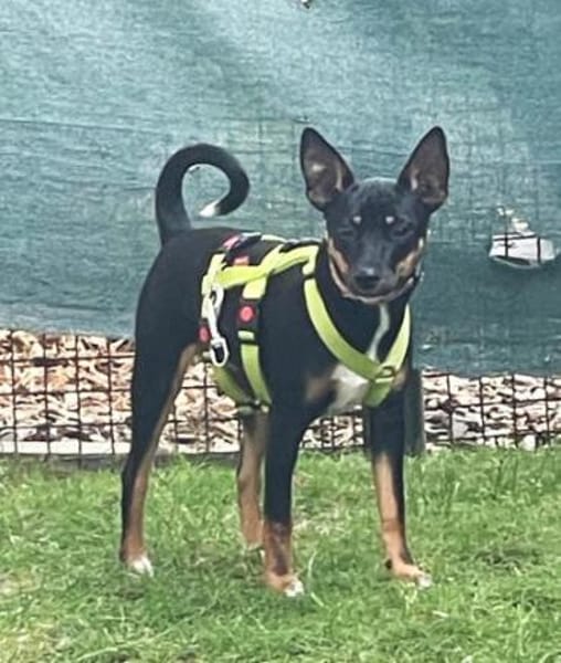 Blacky4 sucht ein Zuhause