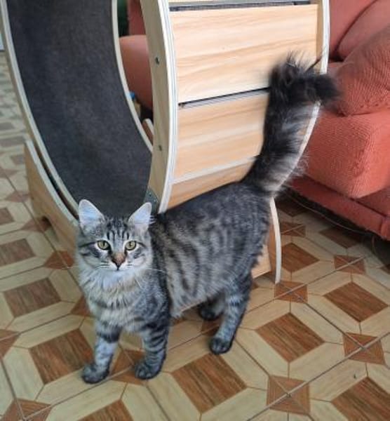 Verschmuster, hübscher Kater Chef