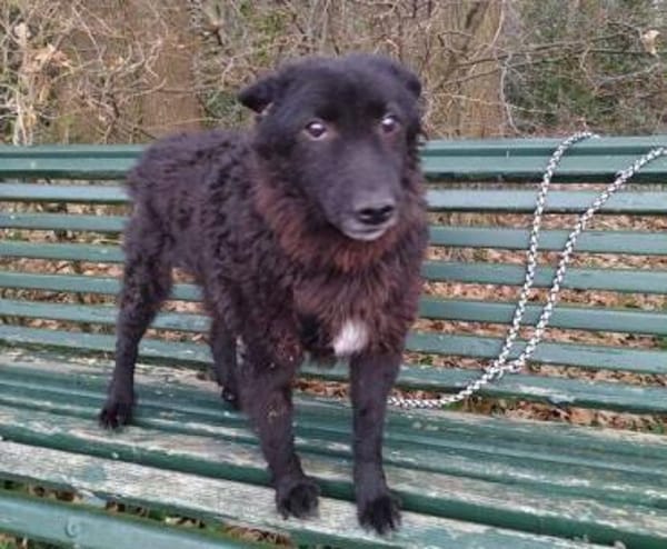 Wer gibt BLACKY 3 eine Chance?