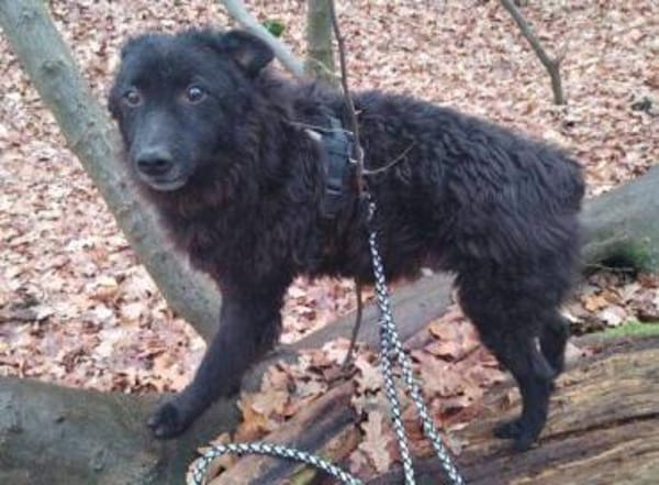 Wer gibt BLACKY 3 eine Chance?