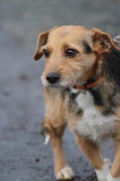 Ranie - zutraulich u. sehr liebenswert