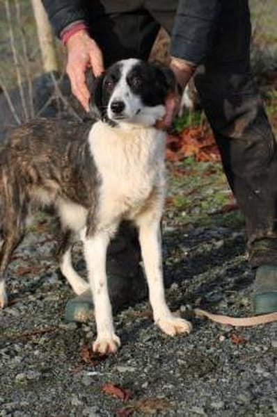 Pintia - zutraulich u. kinderlieb