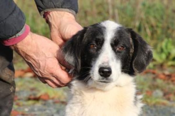 Pintia - zutraulich u. kinderlieb