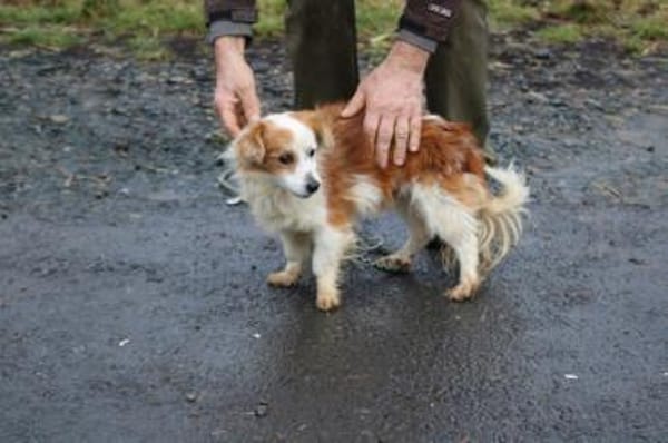 Jamilo - sehr zutraulich u. lieb