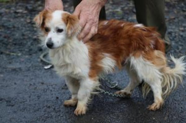 Jamilo - sehr zutraulich u. lieb