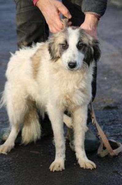 Arania - verschmust u. kinderlieb