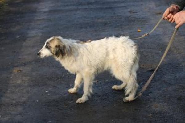 Arania - verschmust u. kinderlieb