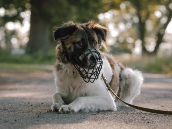 Süße Betty sucht souveräne Menschen