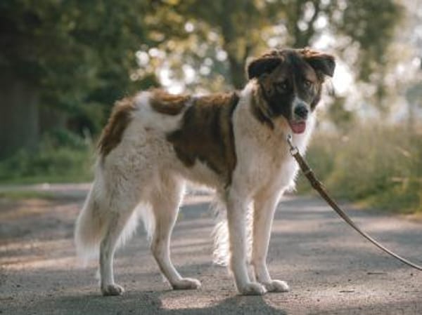 Süße Betty sucht souveräne Menschen
