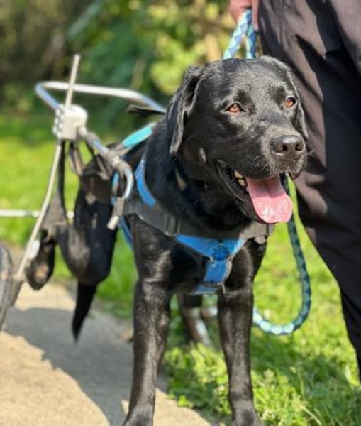 GRAF - anhänglich, freundlich, verspielt