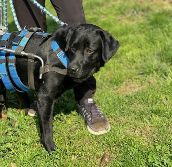 GRAF - anhänglich, freundlich, verspielt