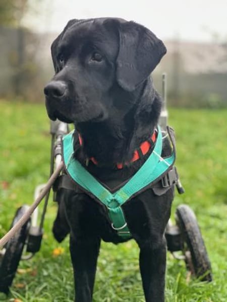 GRAF - anhänglich, freundlich, verspielt