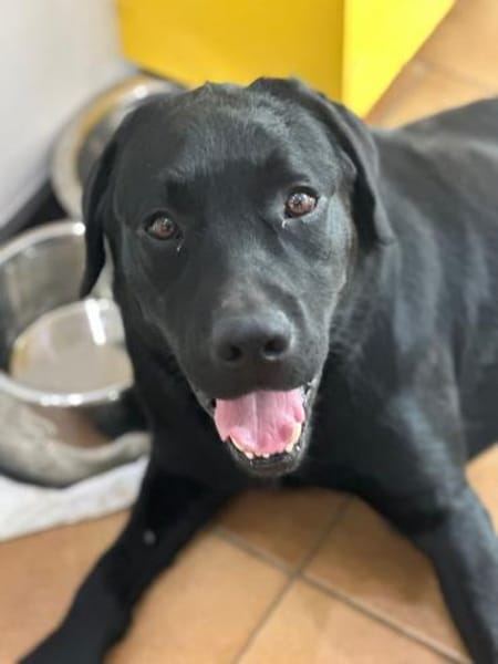 GRAF - anhänglich, freundlich, verspielt