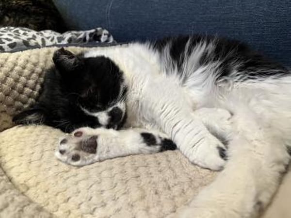 Knut - Fiverling sucht sein Happy End