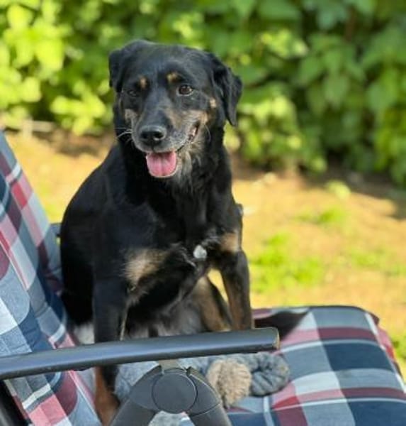 BRENDA - verschmust, aber vorsichtig