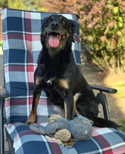 BRENDA - verschmust, aber vorsichtig