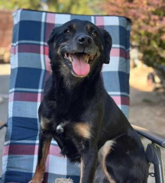 BRENDA - verschmust, aber vorsichtig