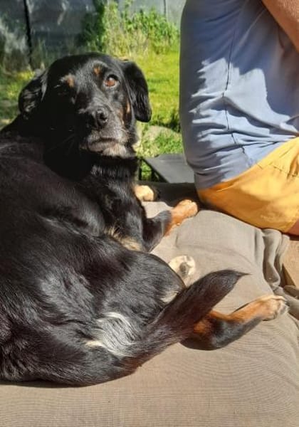 BRENDA - verschmust, aber vorsichtig