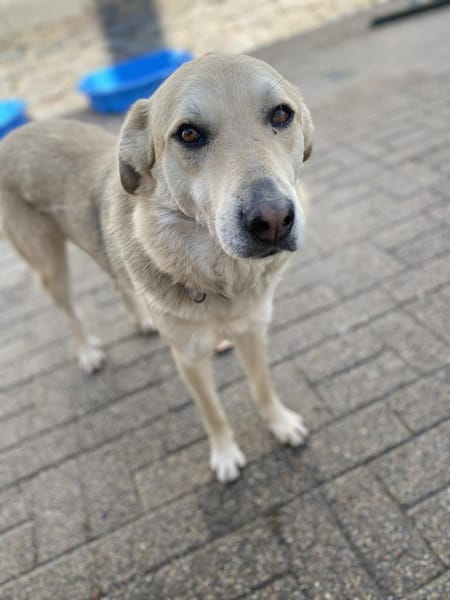 LEONARD - sanftmütiger, lieber Rüde