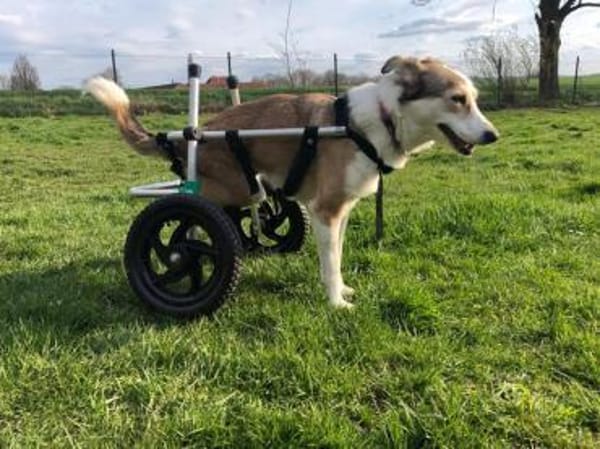 SOPHIA - kleine, tapfere Hundedame