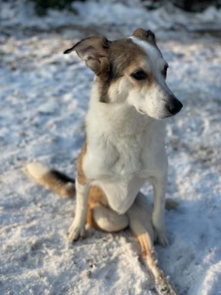 SOPHIA - kleine, tapfere Hundedame