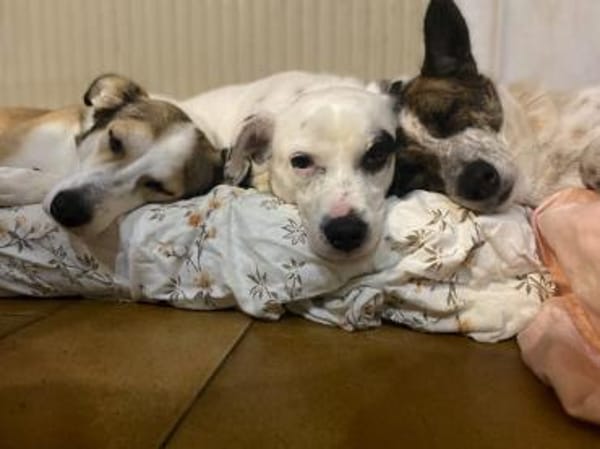 SOPHIA - kleine, tapfere Hundedame